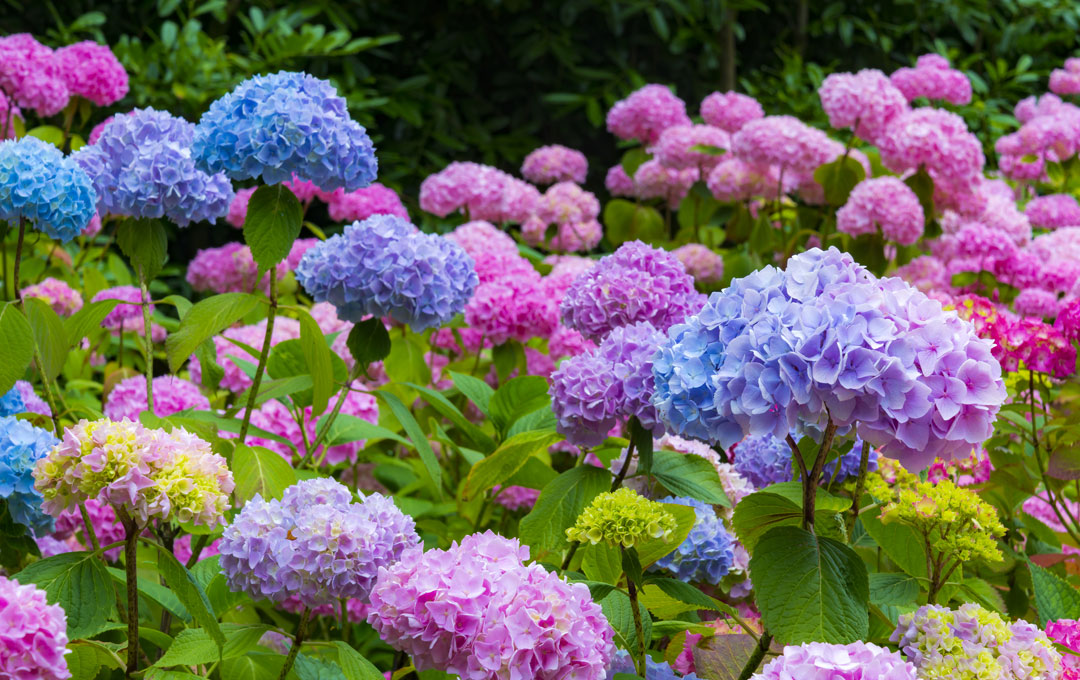 The mystery of blue and pink hydrangeas