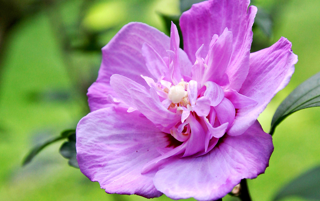 Pruning Garden Shrubs