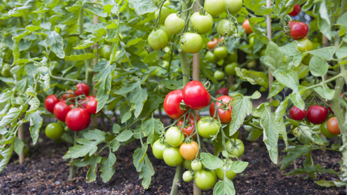 gardening123