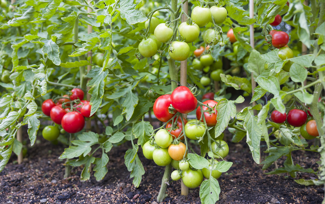 Tomatoes for Travellers, Part Two