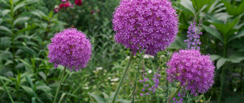 gardening 128