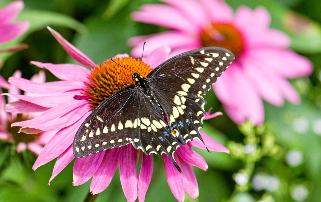 Winged Beauties