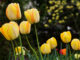 Gardening 135