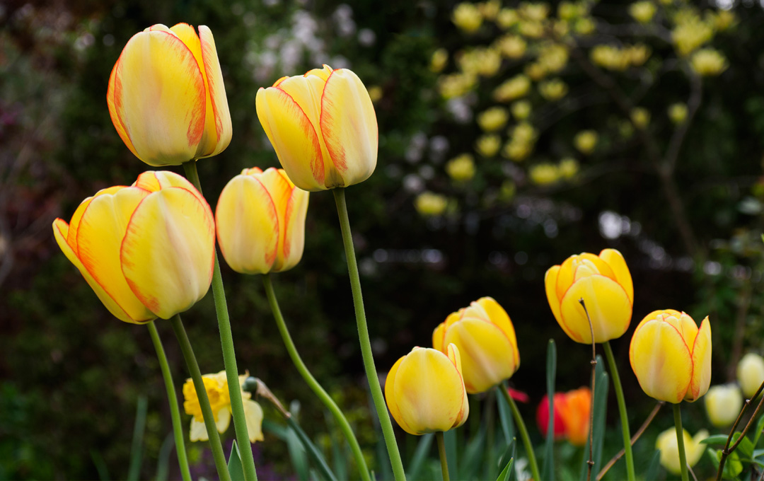 Getting the Most from Favourite Seasonal Plants