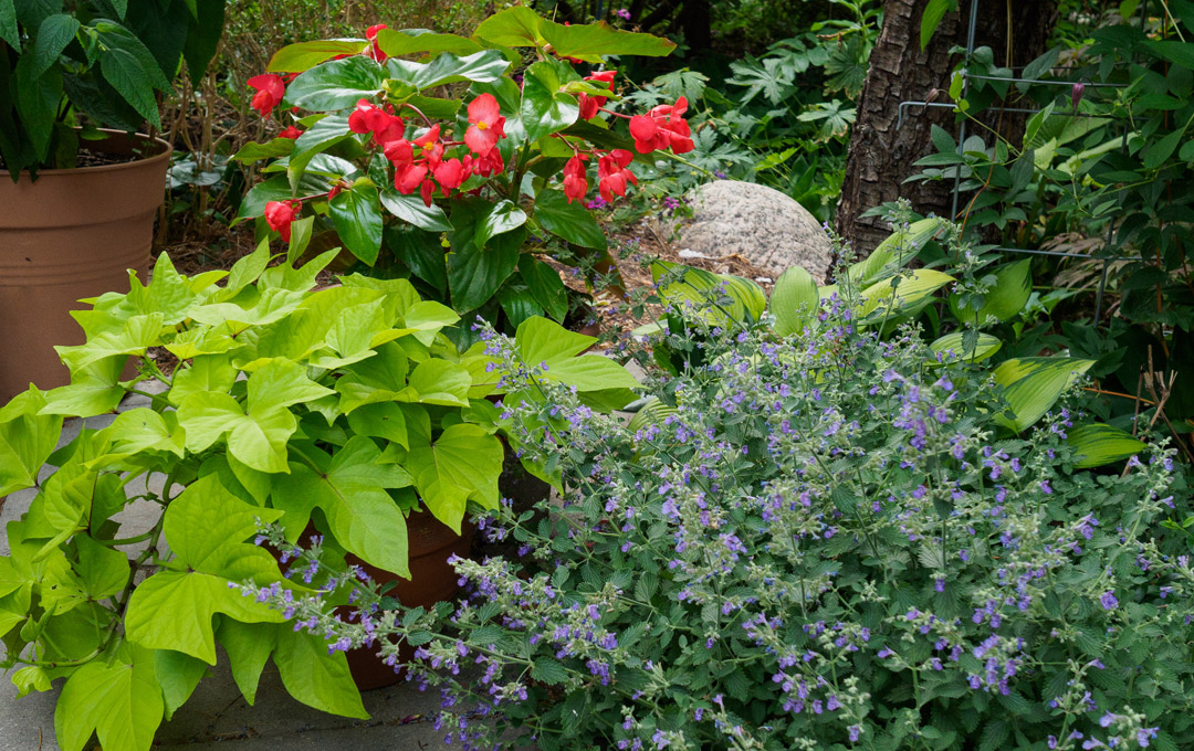 Gardening in Changing Weather Conditions