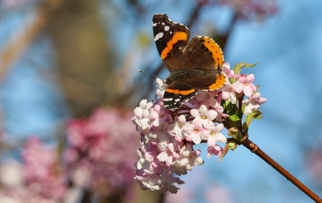 Spring Fertilizers