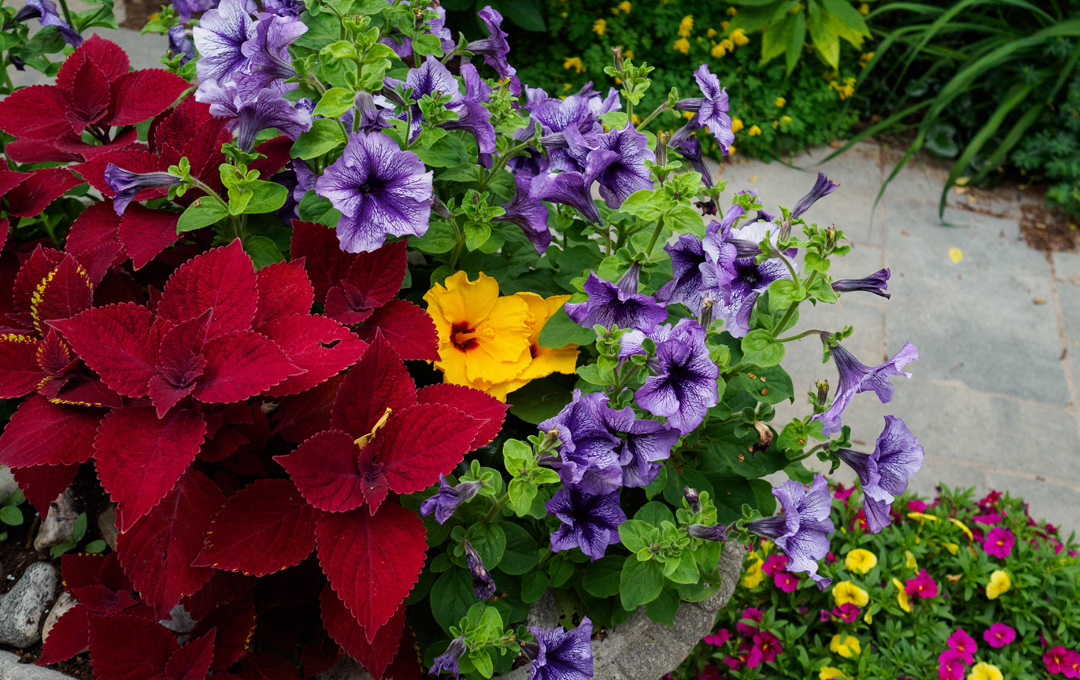 Gardening in the Heat of Summer