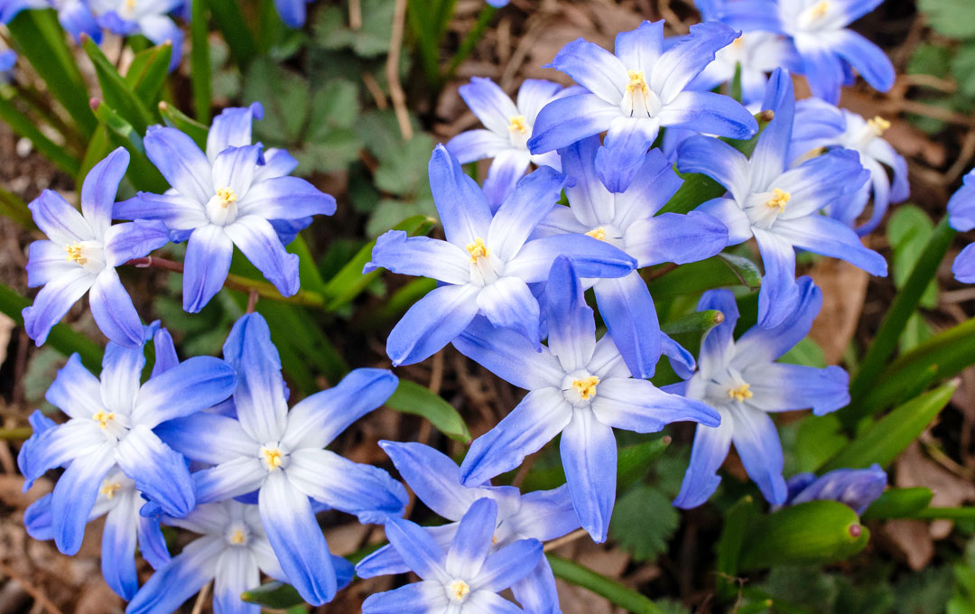 Prepping your Garden for the Winter